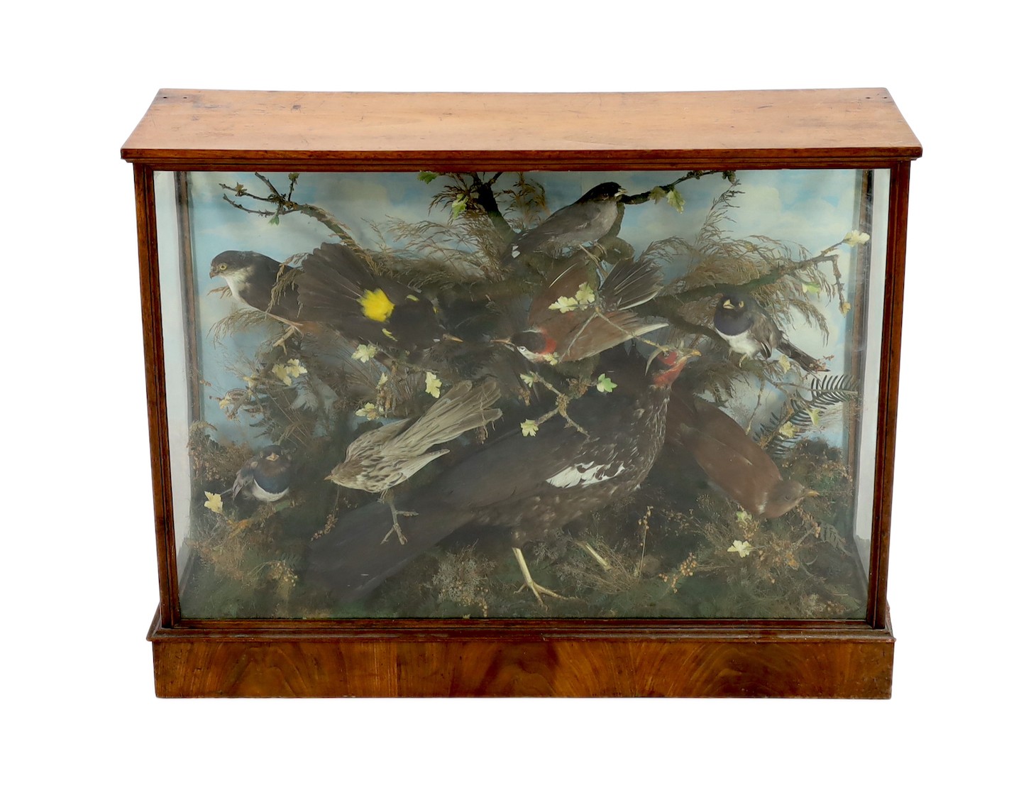 A Victorian taxidermic display of exotic and other birds, 92cm wide, 30cm deep, 70cm high